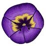 Small Purple Pansy